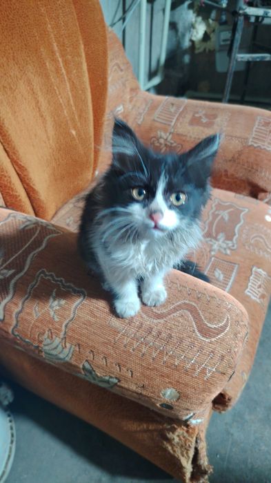 Отдам котёнка девочку в хорошие руки