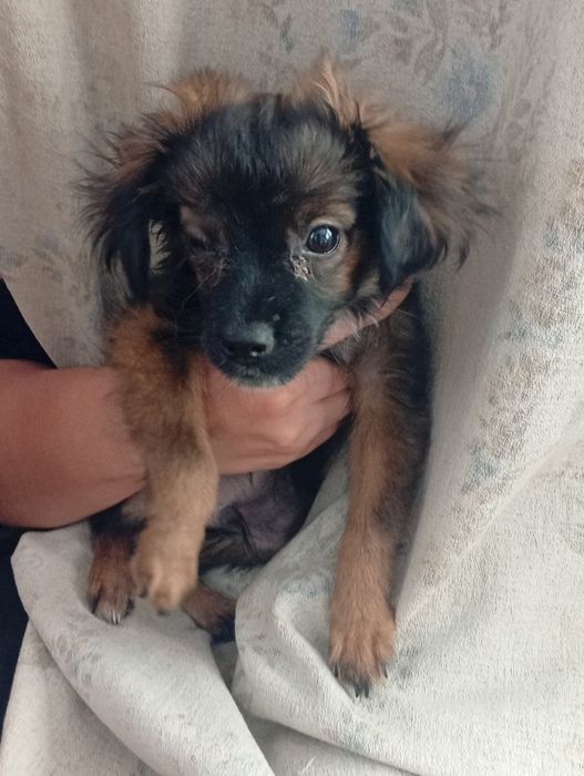 Продается щенок девочка