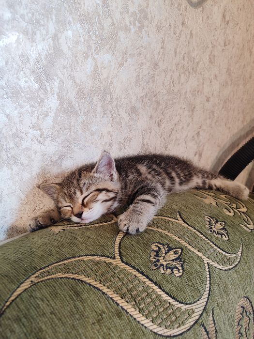 Отдам котят девочек