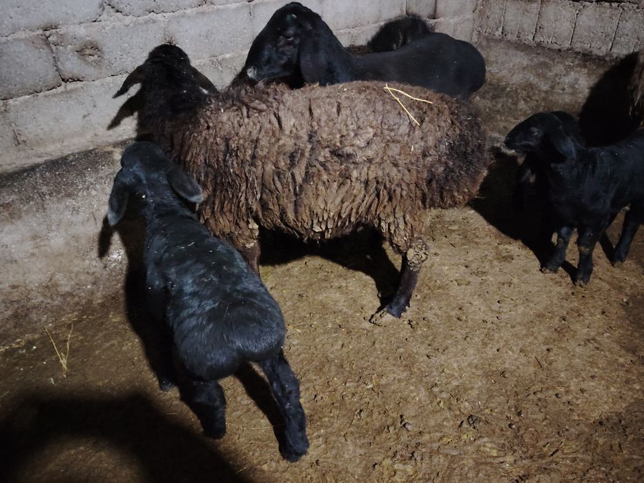 Ona bola qo'ylar sotiladi