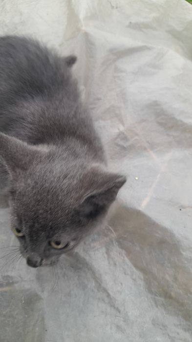 Дарю катенка 5 месяцев