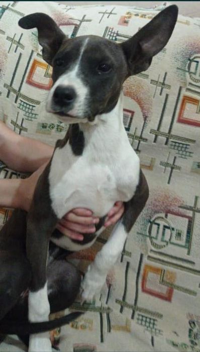 щенок стаффордширский терьер