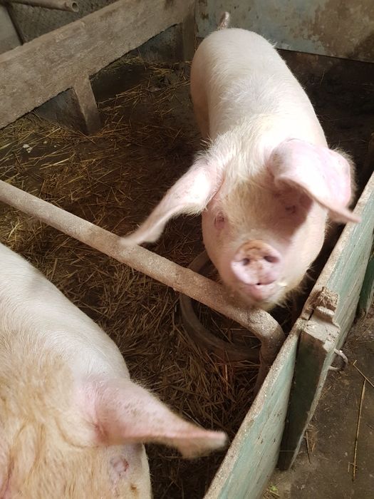 Прасета за клане