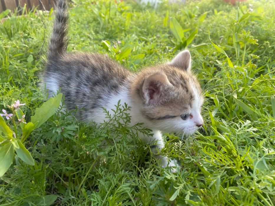 Отдам в добрые руки! г.Аксай,ЗКО
