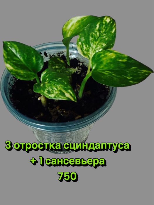 Сциндаптус или эпипремнум золотистый