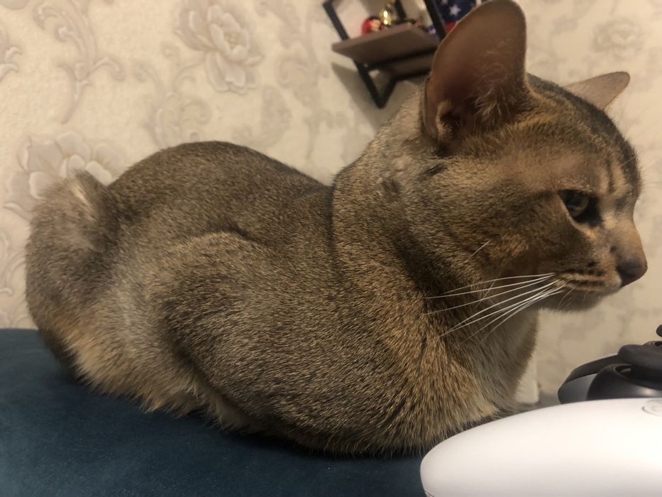 Абиссинский кот. Вязка