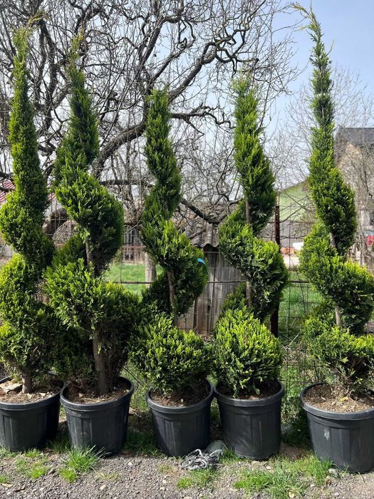 Tuia spirala tuia la comanda