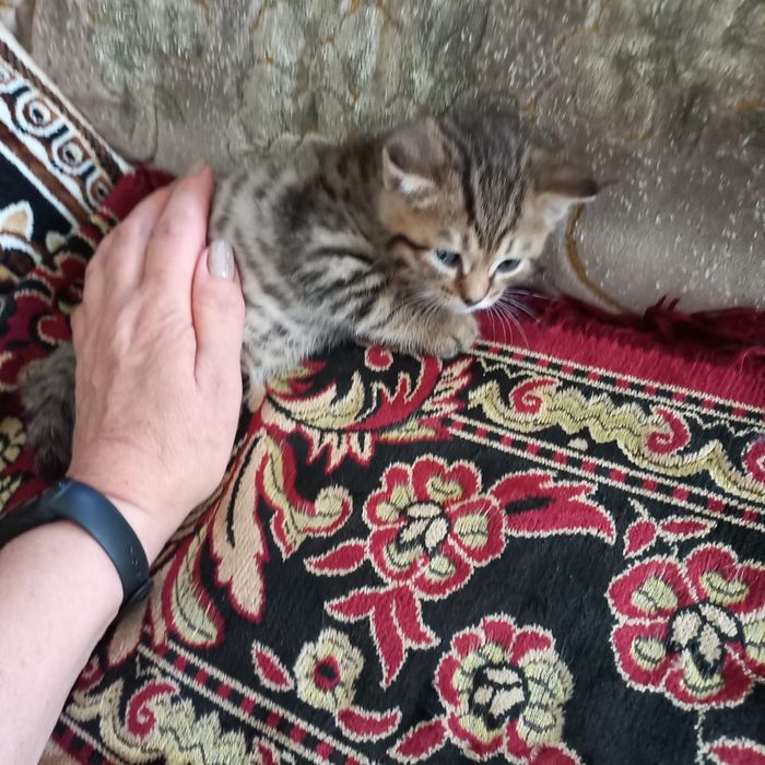 Котенок в добрые руки бесплатно
