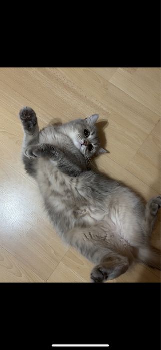 Отдам кошку в добрые руки