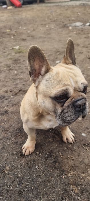 Французский бульдог