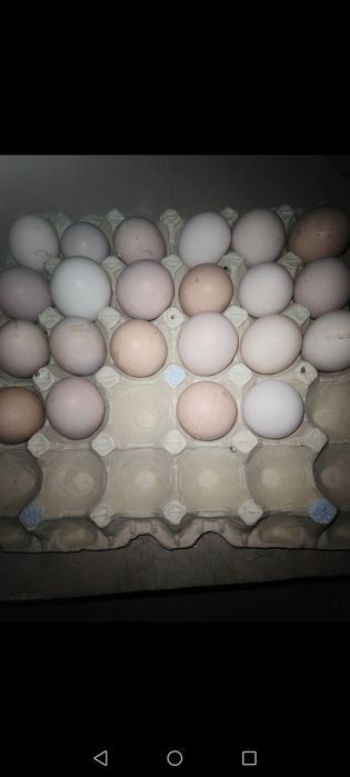 Оплодени яйца и пуйки