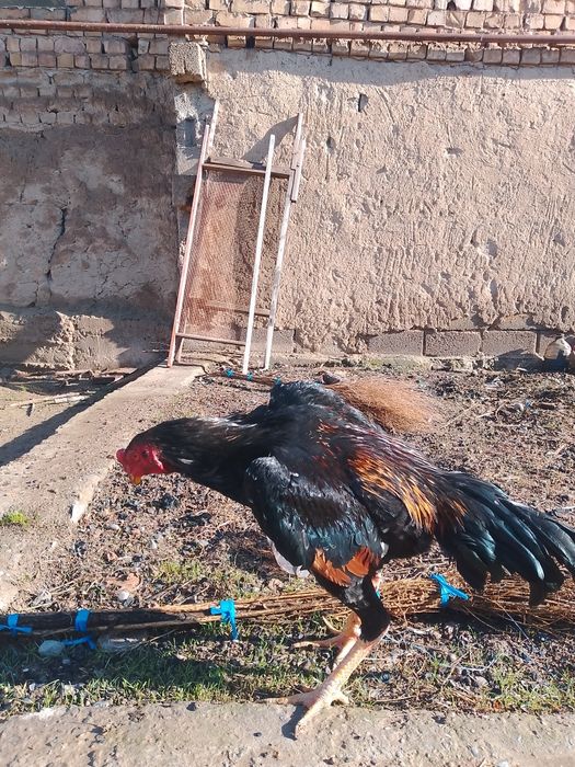 Xoʻroz sotiladi zoti yaxshi