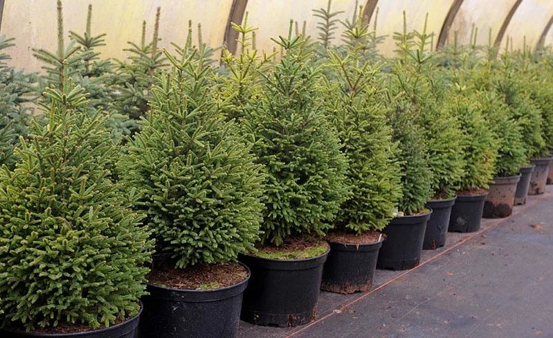 Живая елка в горшке с доставкой