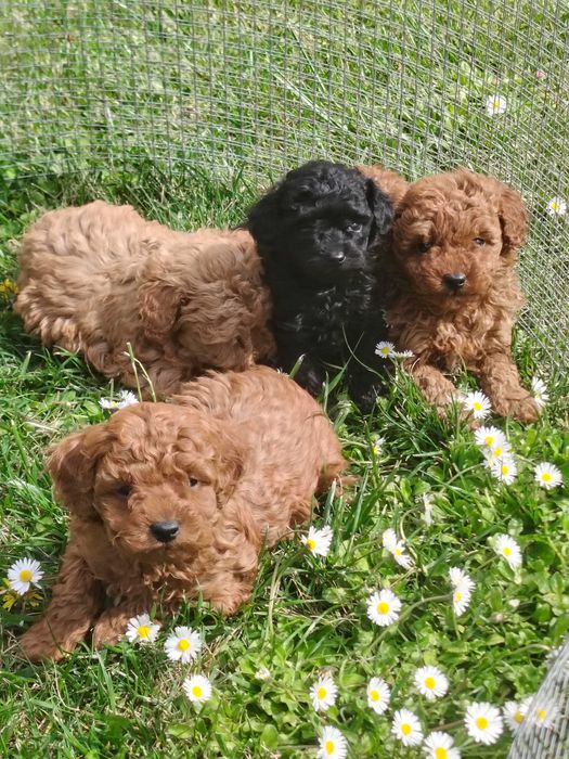 Мини пудел момче и момиче