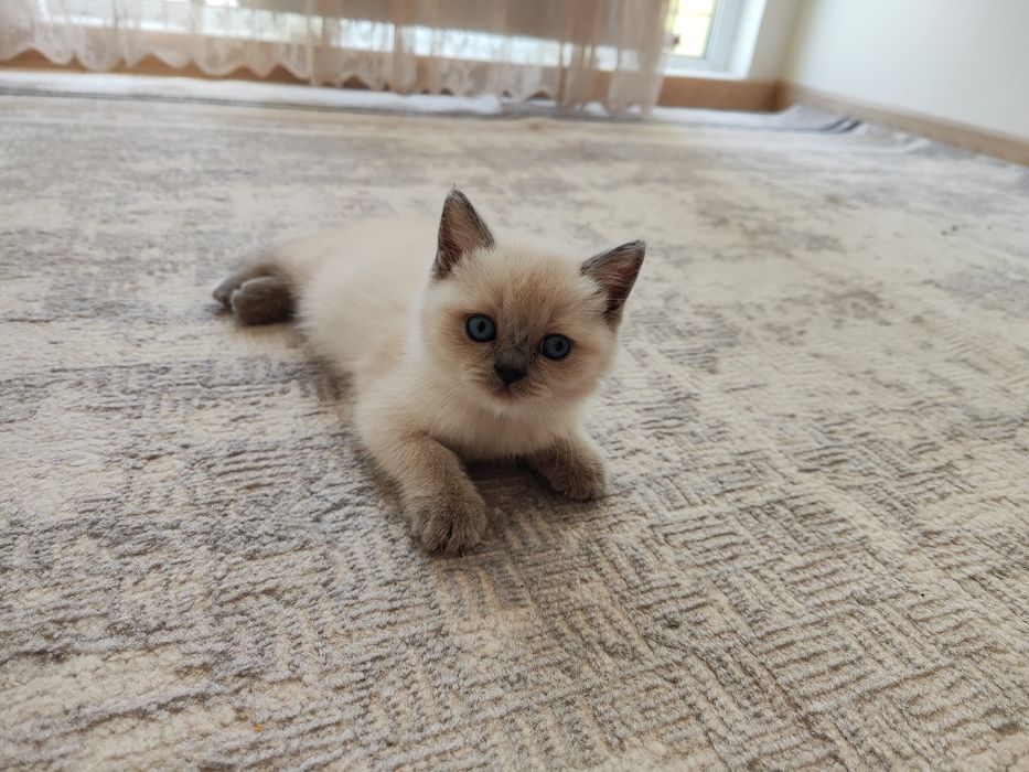 Шотландский котёнок