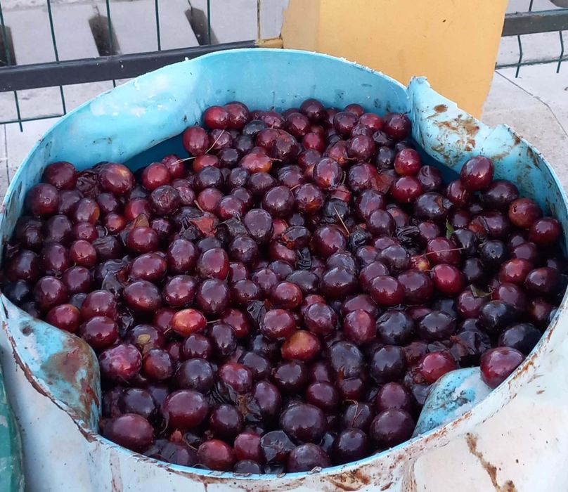 Vand prune la comanda pentru tuica