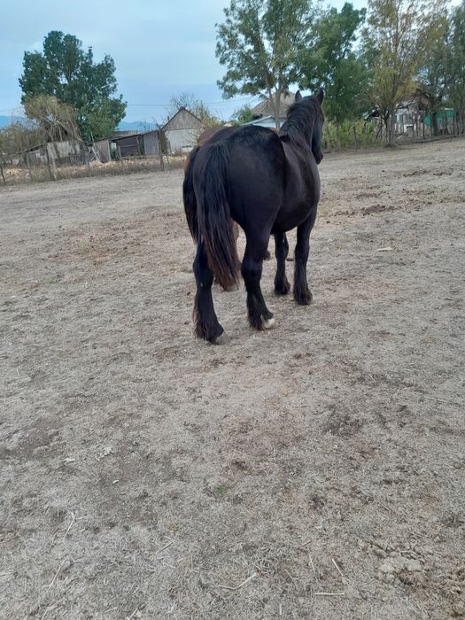 Vând cai și porumbei