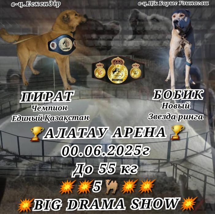 Помес вязка финалист алаш орда