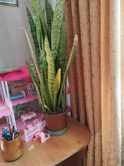 Продам комнатные цветы