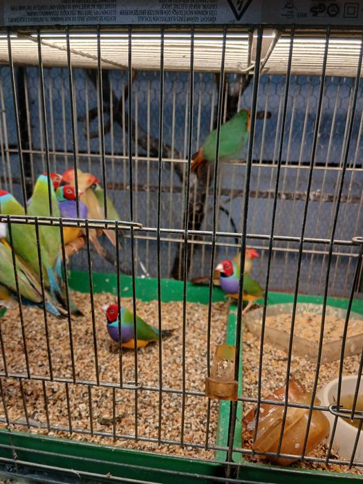 Продавам гулдови папагалови и други амадини
