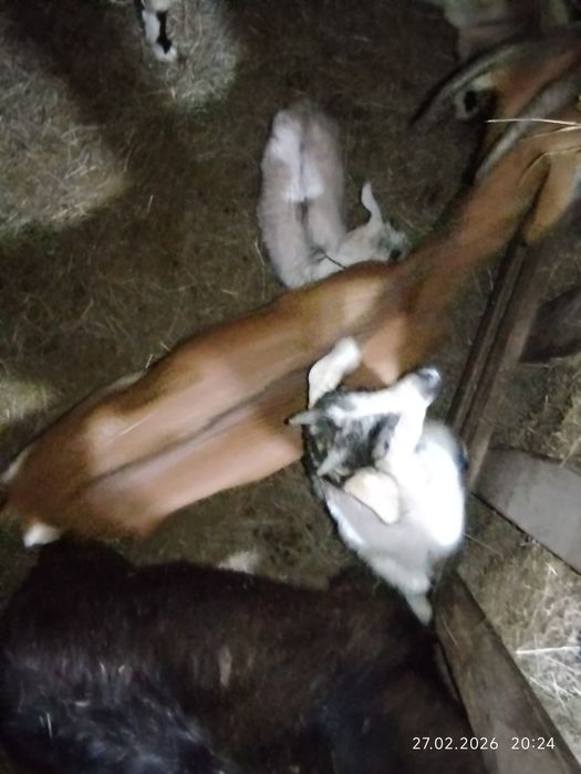 Козёл производитель