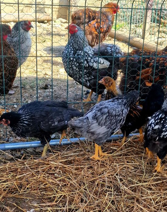 De vanzare pui 5 săptămâni-Metis Wyandotte  cu Gaini Incaltate