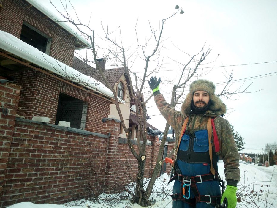 Обрезка плодовых деревьев. Спил деревьев