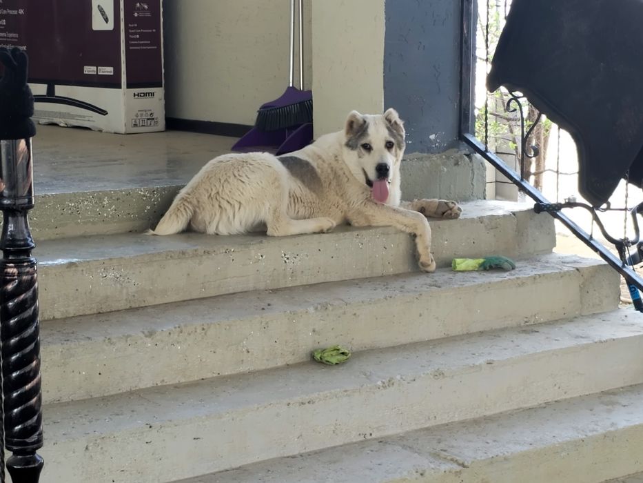 Продам щенка САО