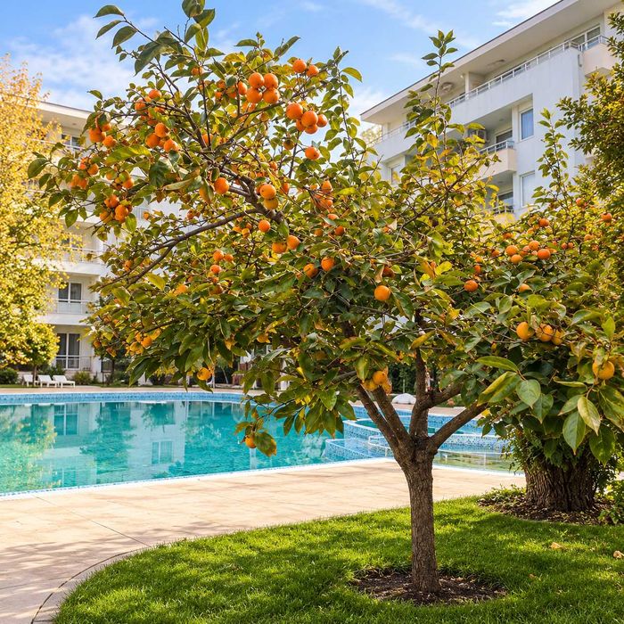 Продава се Двустаен апартамент в к.к. Слънчев бряг - 70 кв.м за 1343 €/кв.м - Снимка #9