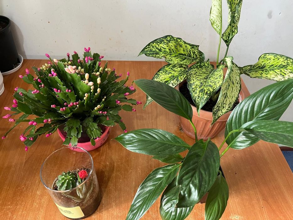 Комнатные растения