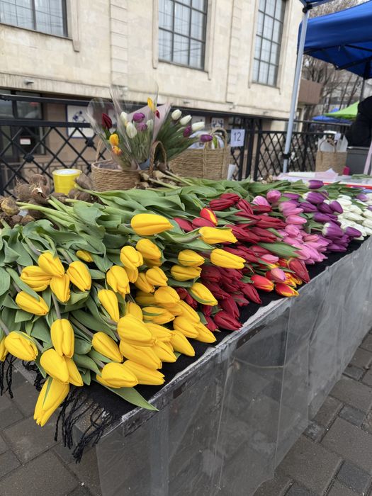 Тюльпан голландские 55-60см