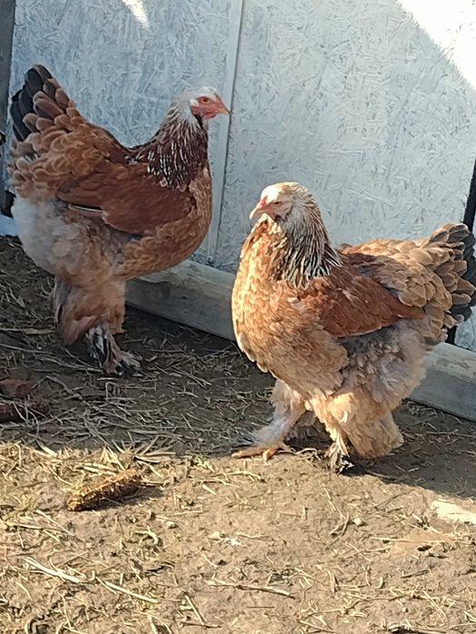 Oua incubat brahma herminat,columbia,potarnichiu