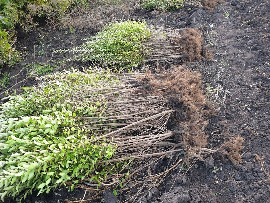 Gard viu Ligustrum (lemn câinesc)