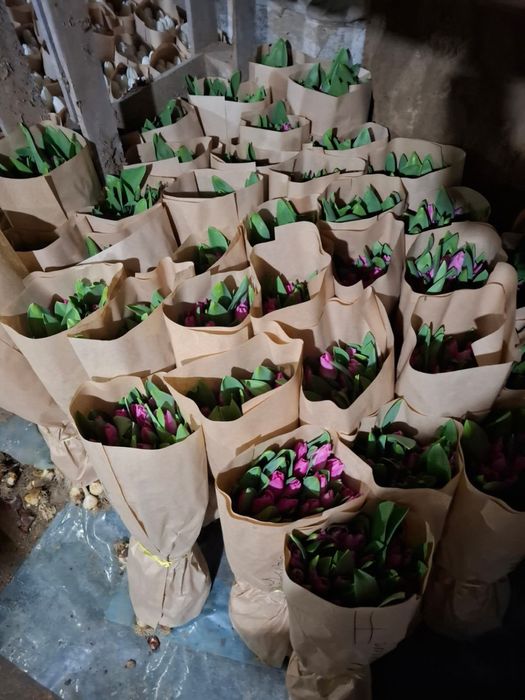 Тюльпан алдын ала тапсырыс қабылдаймыз