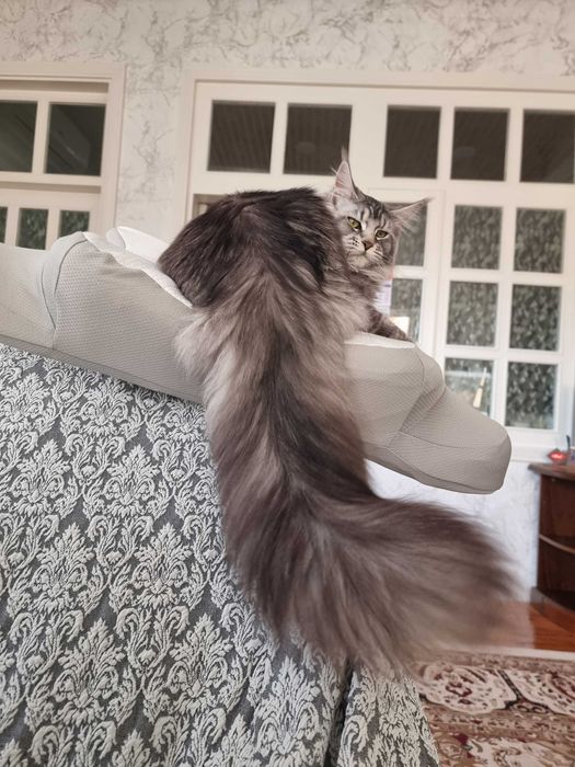 Мейн кун кошка продается