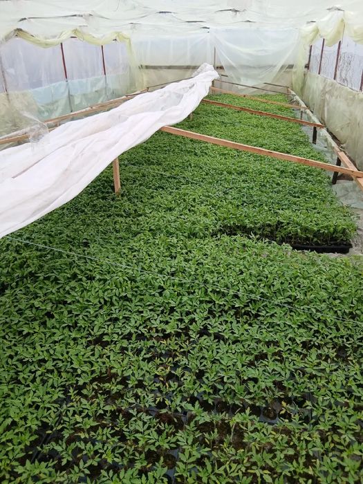 Vand rosii,Rila,kalina,prekos