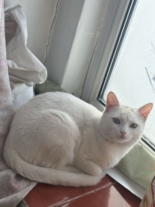 Кошка белый чистый симпатичный