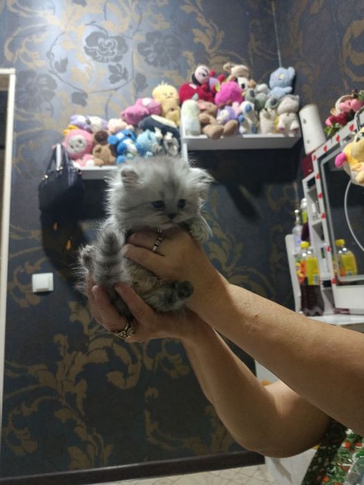 Продам породистых котят