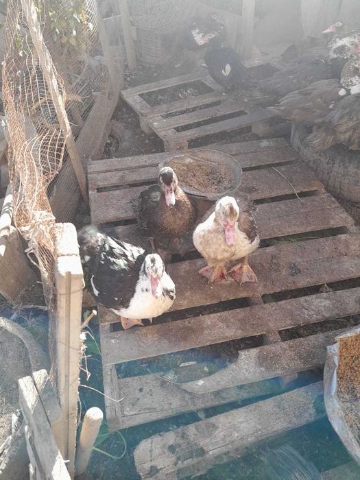 Индо утки  породистые