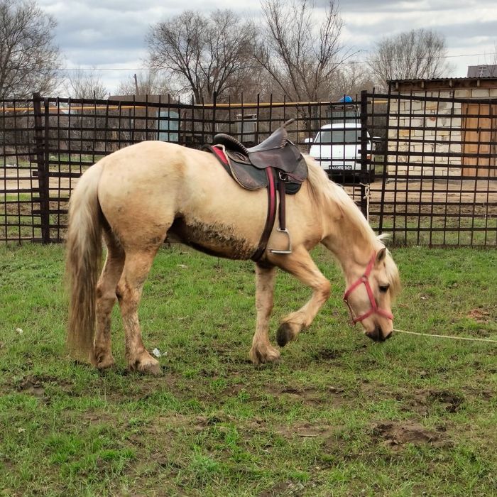 Жылкы 2020 жылғы