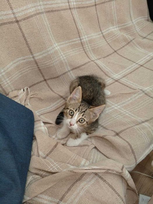Котята-крысоловы в хорошие руки