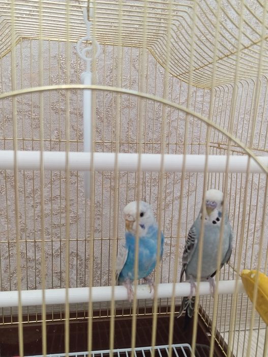 Волнистые попугаи