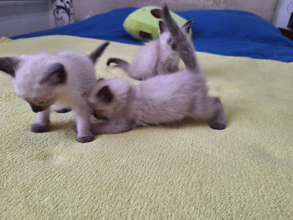 Милые      котята