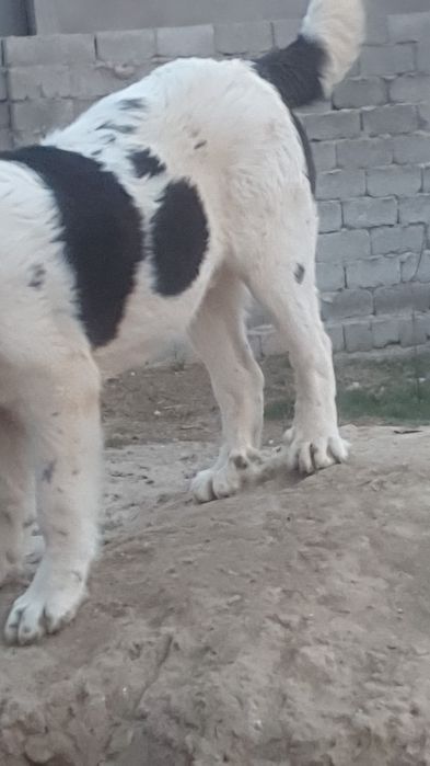 Алабай кушуктер сатлады