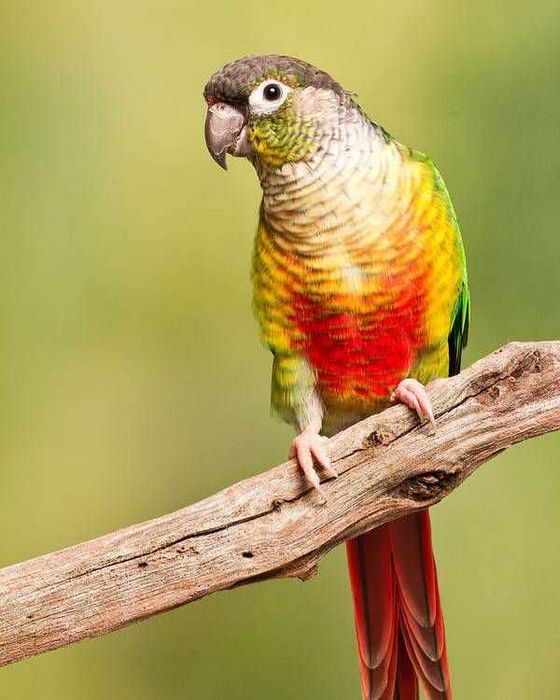 Продам разные попугаи