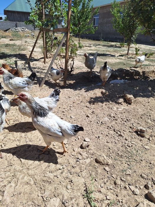 Жағдай өте керемет адлер қораздары