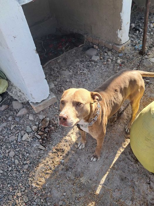 продается Американский питбуль