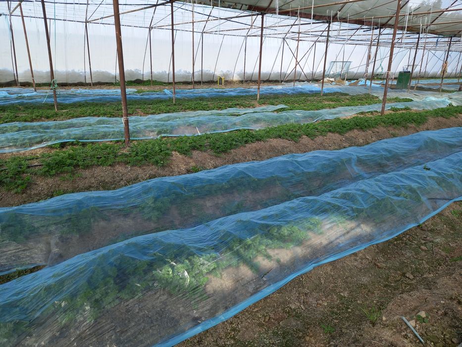 Юлни ёкасида Парник бизнес сотилади  парник 55сотик келиштириб берамиз