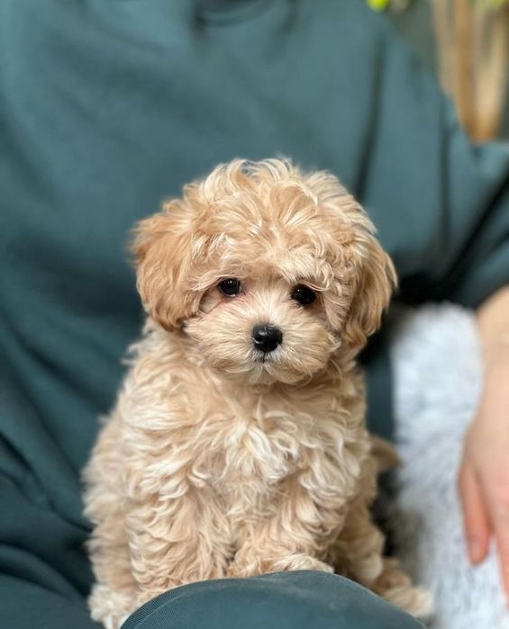 Maltipoo poodle mini toy apricot