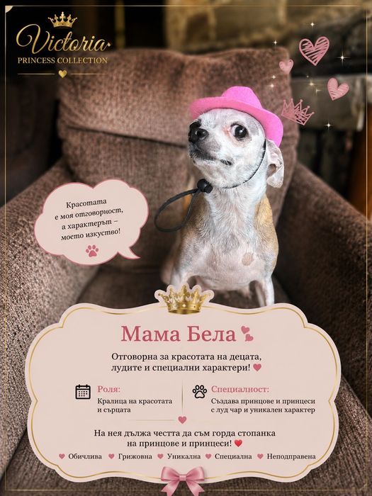 Чистокръвни мини Чихуахуа